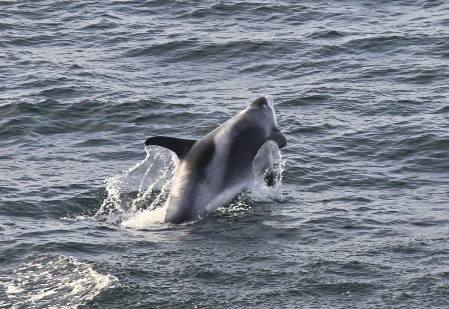 dolphin breaching in iceland