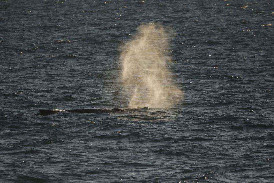 humpback whale breath