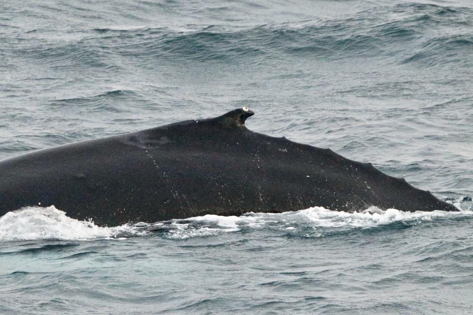 whale hump
