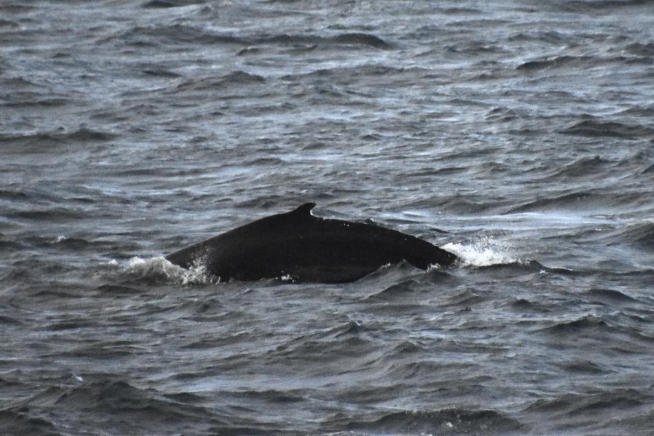 humpback whale dorsal fin in the wind
