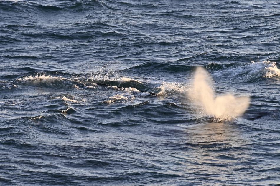 humpback whales breath
