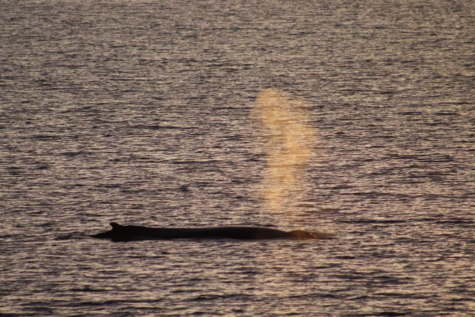 humpback whale in the sunrise