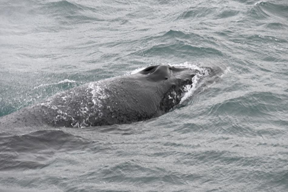 humpback whale blowhole