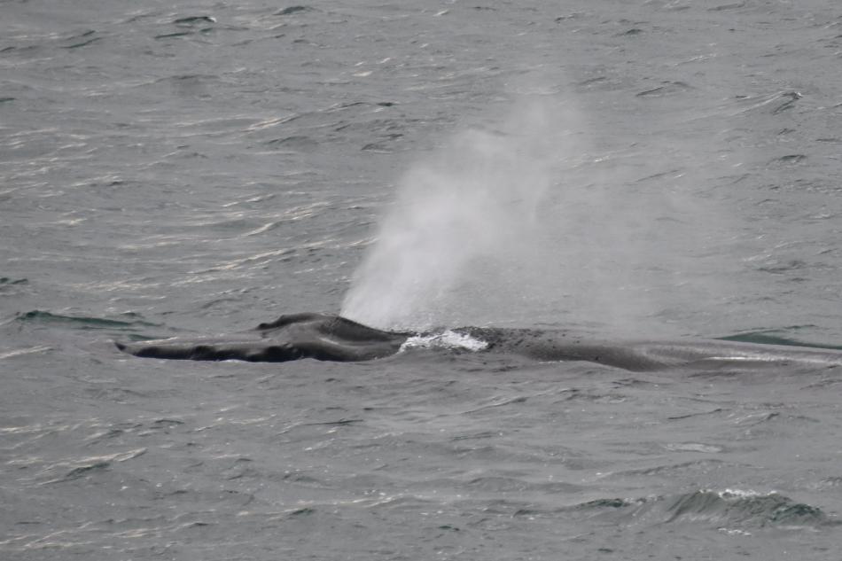 humpback whale breathing