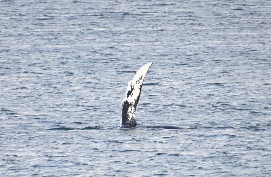 humpback whale fin