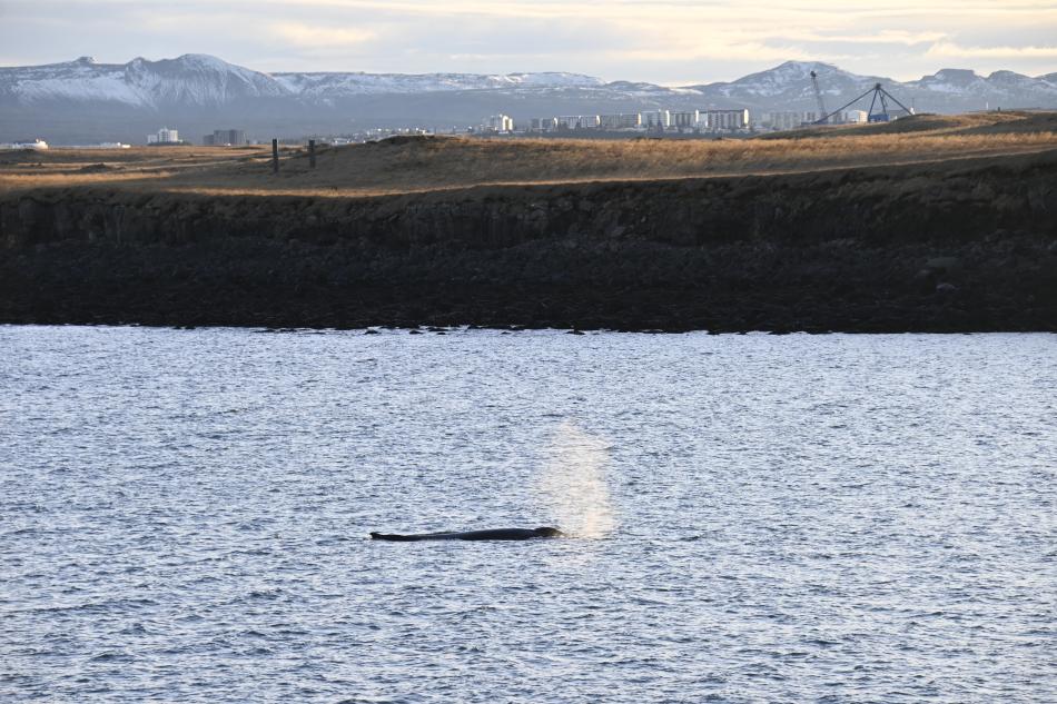 humpback whale by viðey island