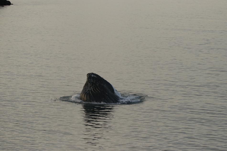 flak humpback whale