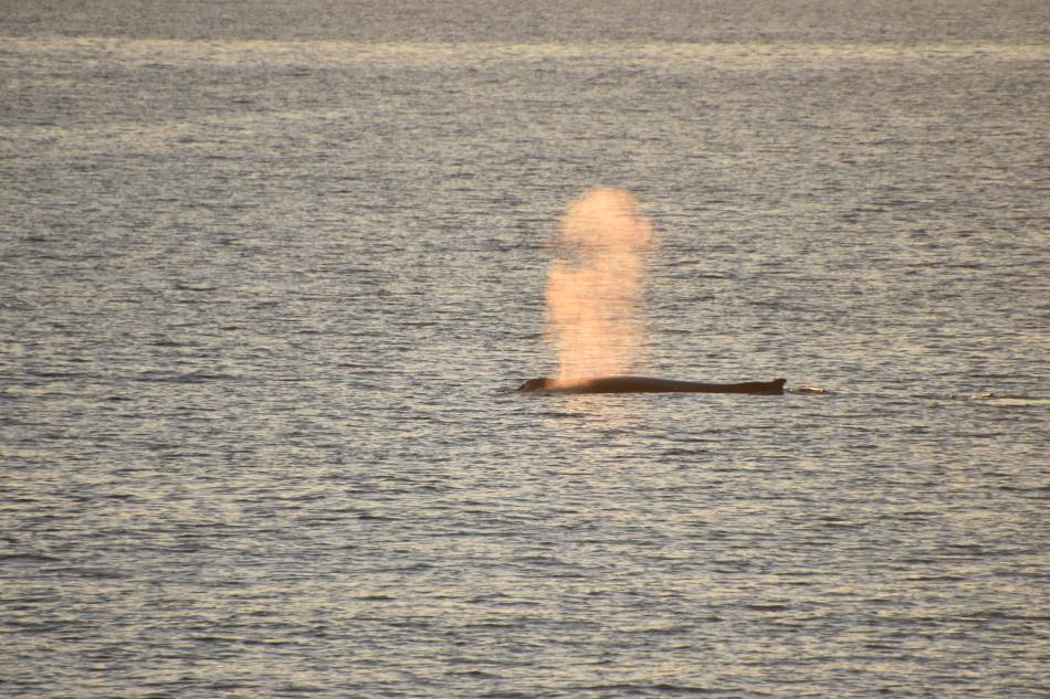 humpback whale in the sunrise