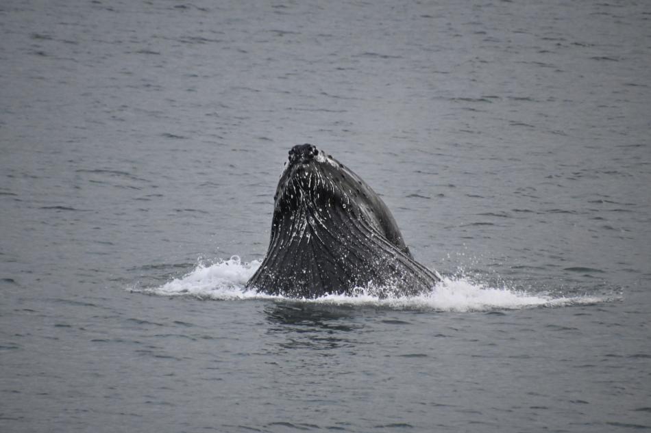 humpback whale lunge feeding
