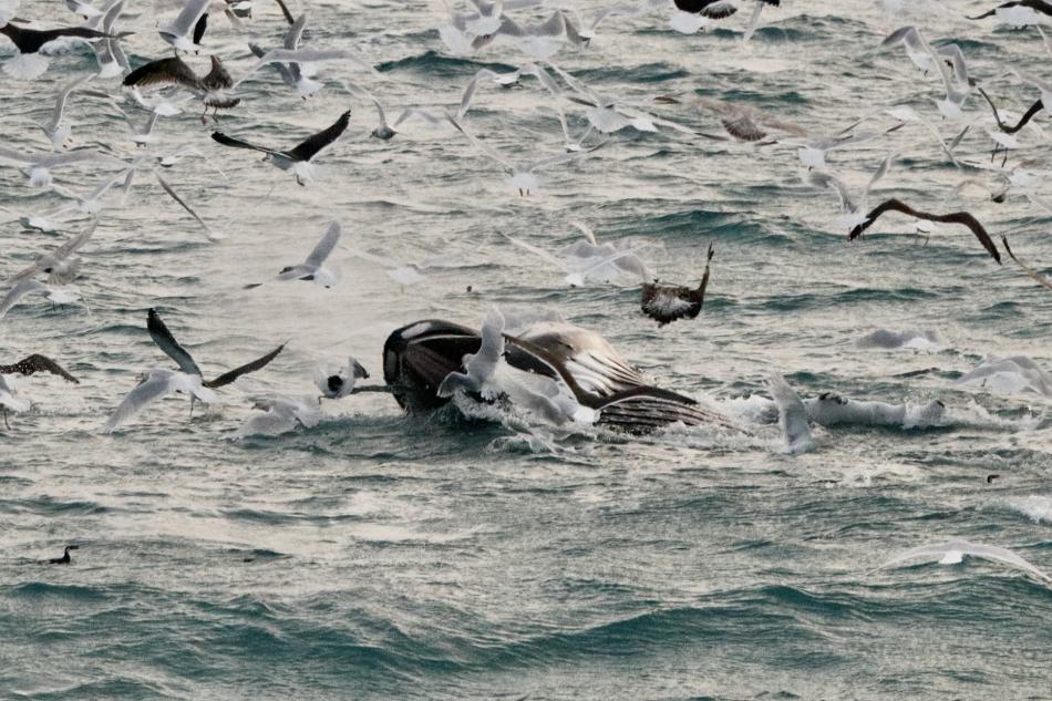 humpback whale feeding with mouth open at surface surrounded by birds