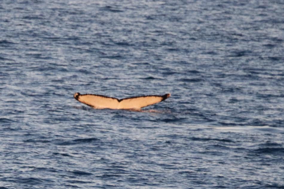 humpback whale fluke canvas
