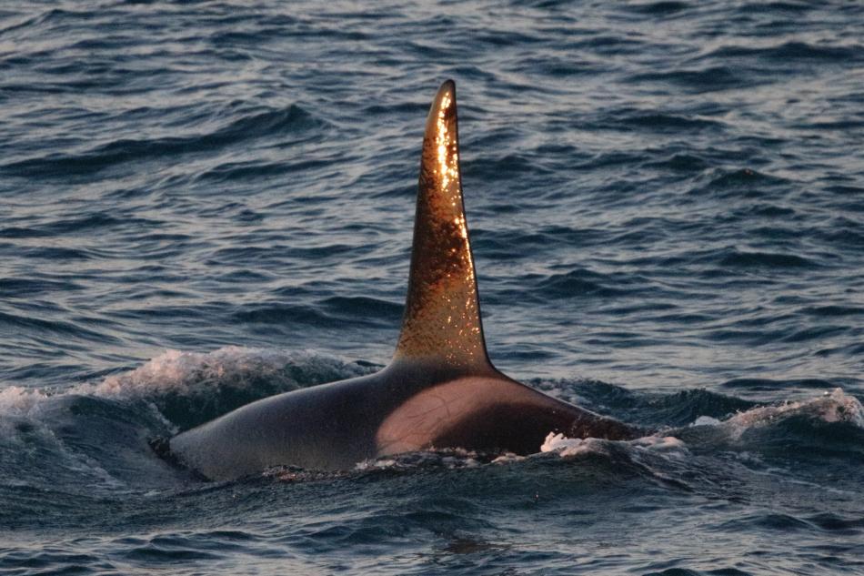 orca male dorsal fin