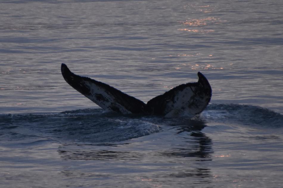 humpback whale fluke