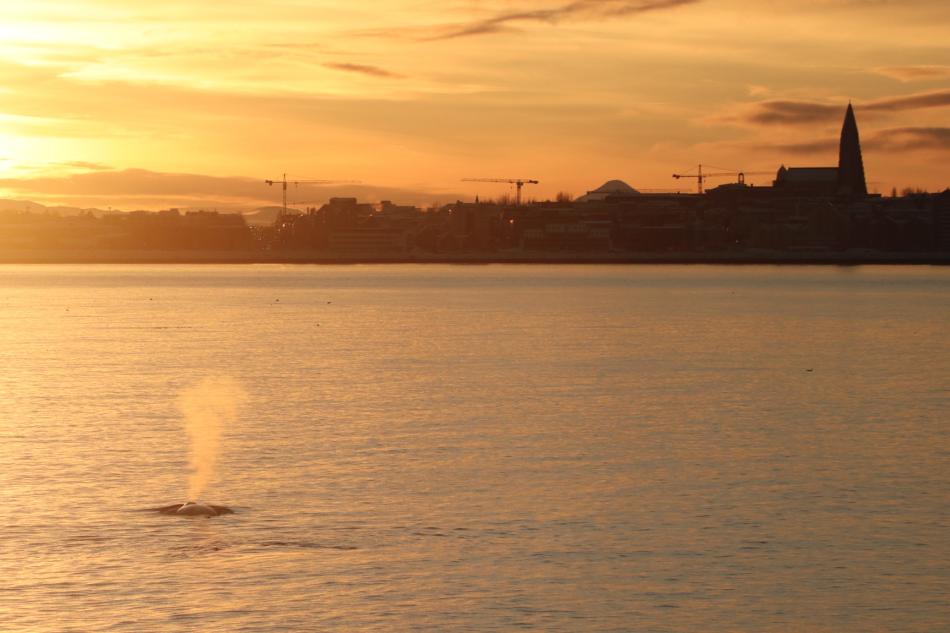 sunrise in reykjavik with a humpback whale