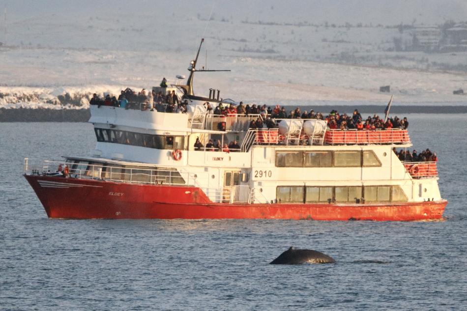 eldey boat with humpback whale in reykjavik iceland