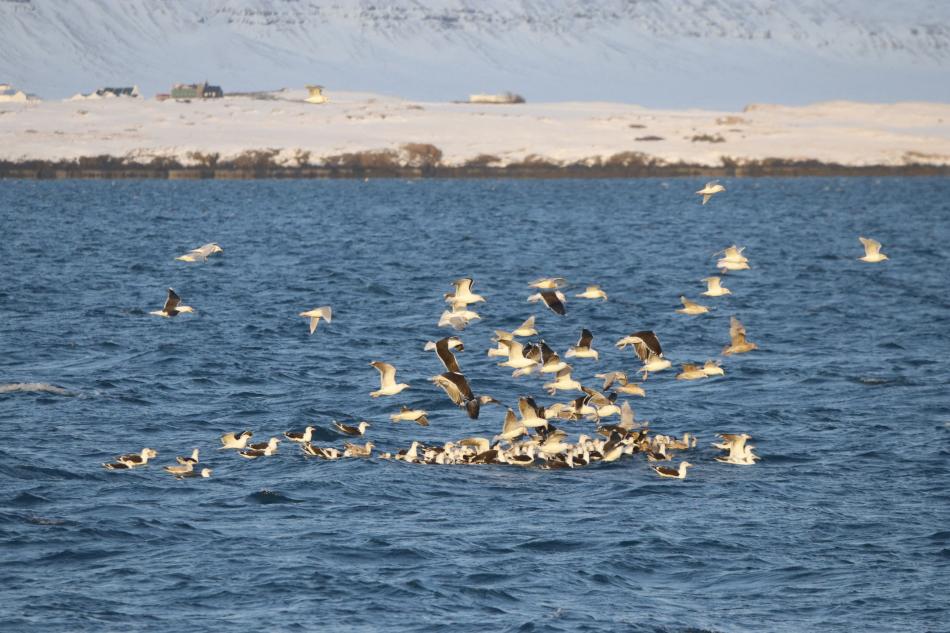 a flock of sea birds