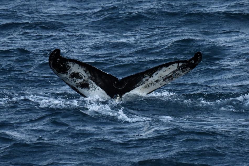 humpback whale fluke