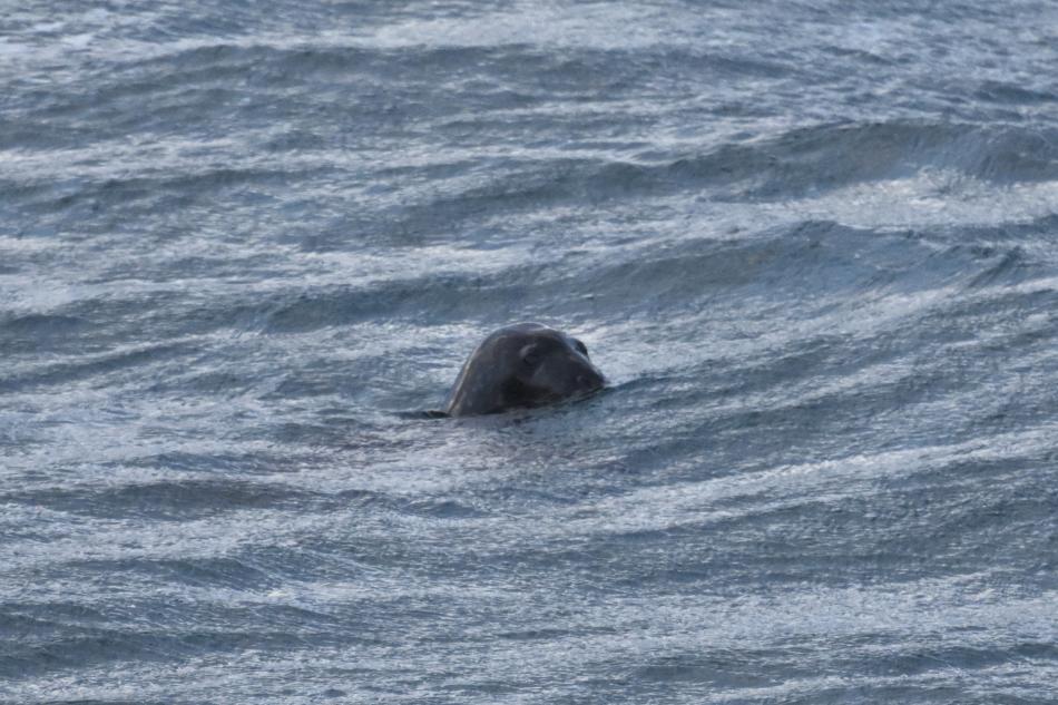 grey seal in iceland