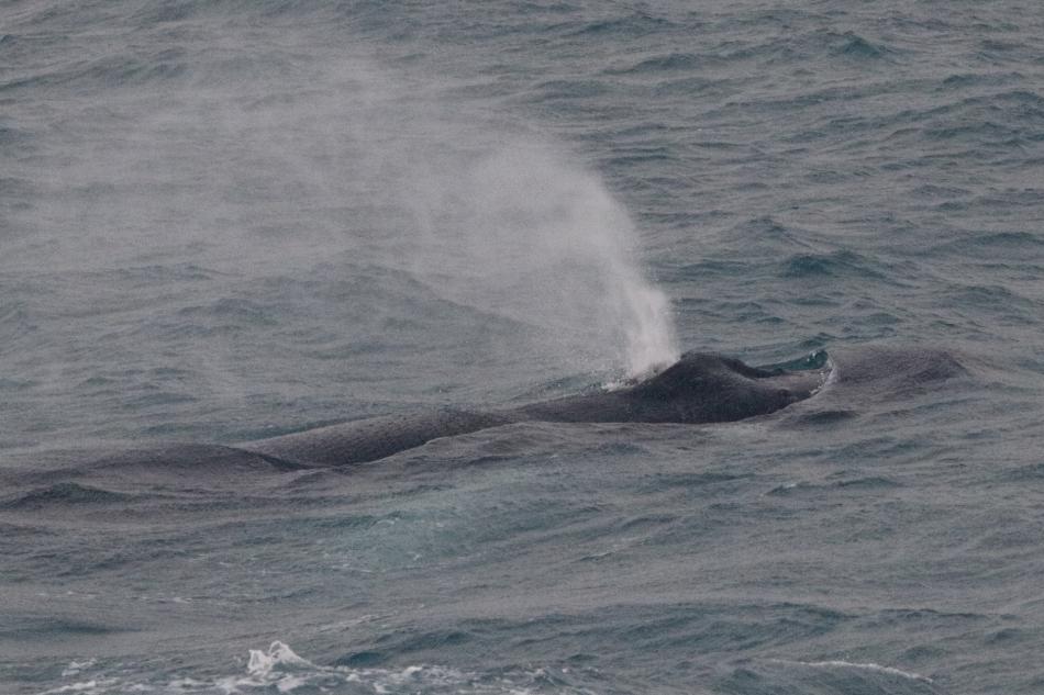 humpback whale breath