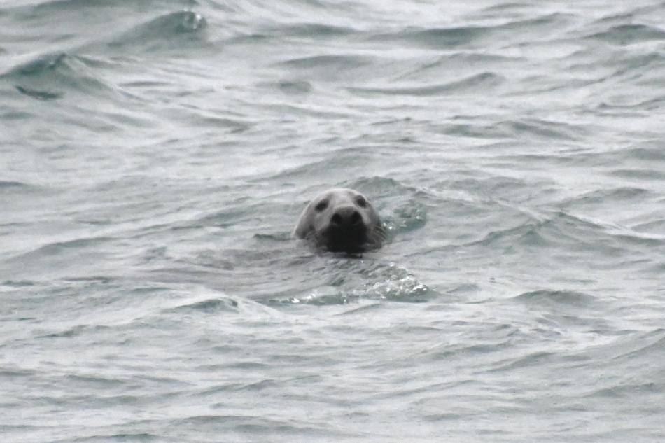 grey seal peaking out of the water