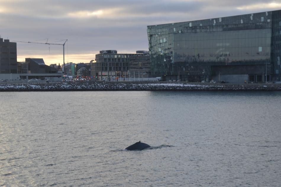 humpback whale next to harpa concert hall