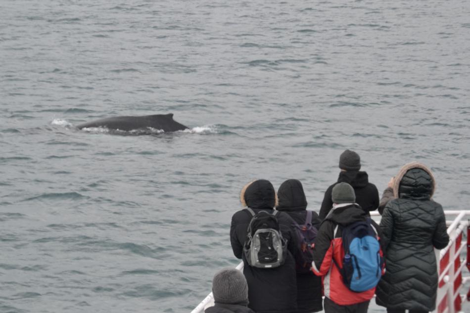 humpback whale and passengers