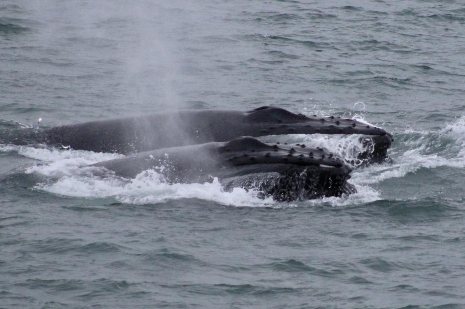 humpback whales travelling together
