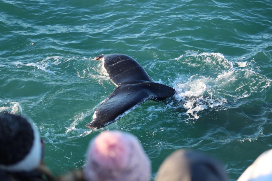 humpback whale fluke and passengers