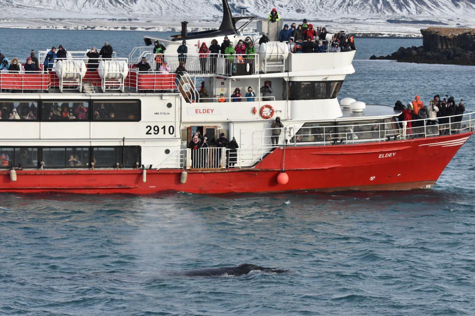 humpback whale and passenger boat eldey