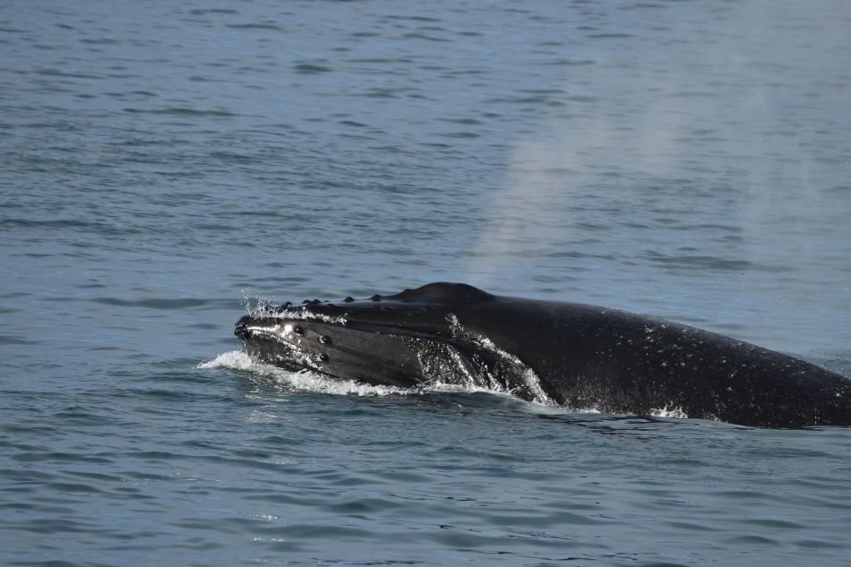humpback whale feeding