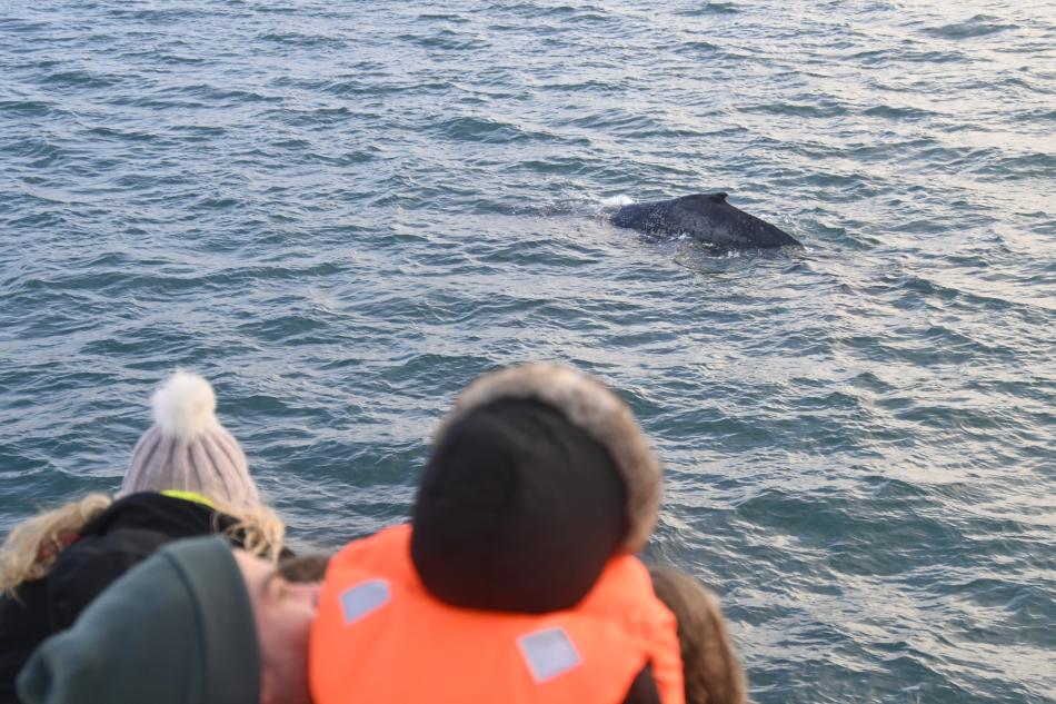 humpback whale and passengers
