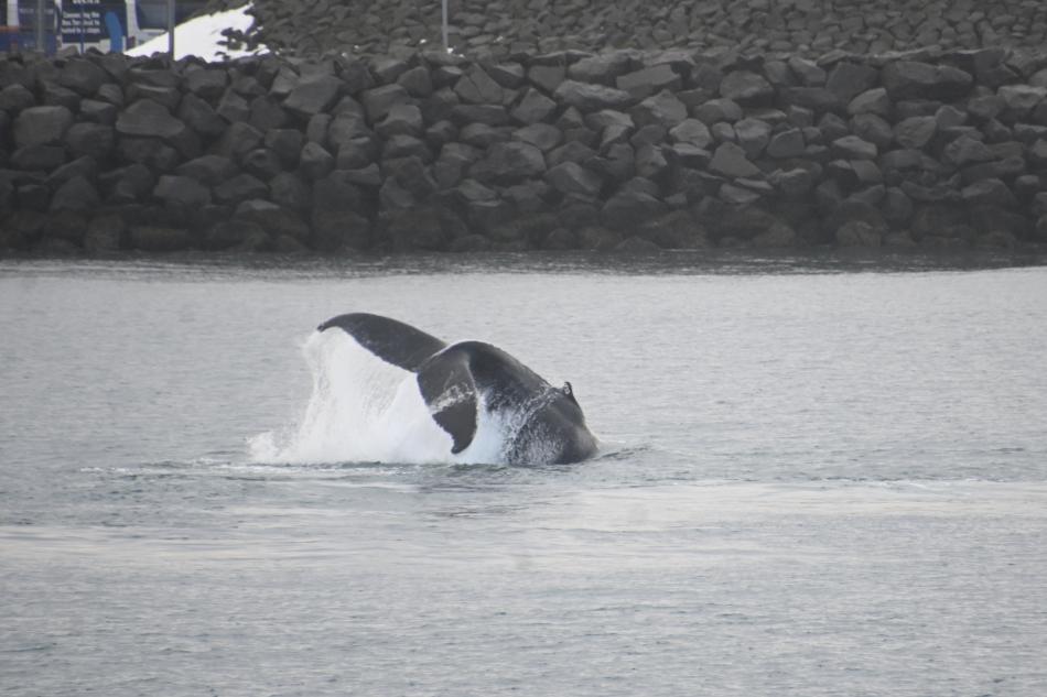 humpback whale peduncle throw