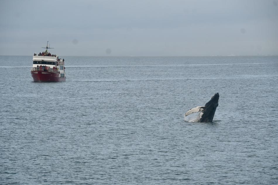 humpback whale in front of Eldey boat