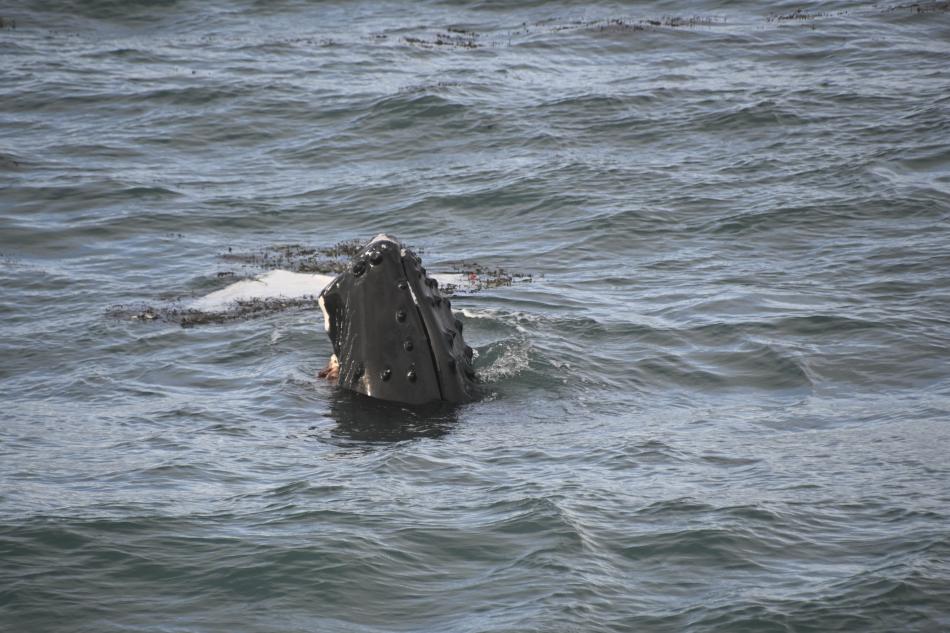 humpback whale spy hopping