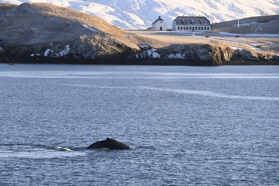 humpback whale close to Viðey