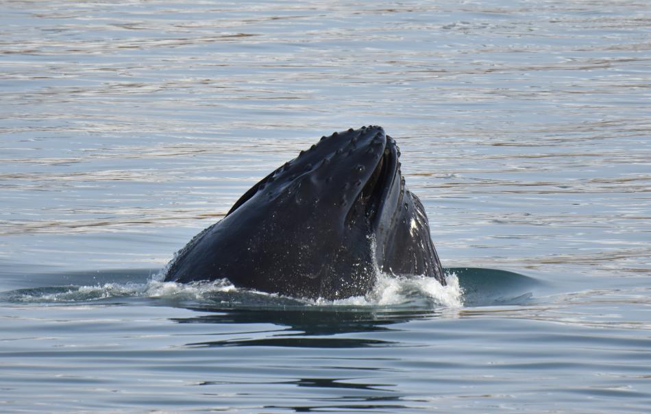 humpback whale snout