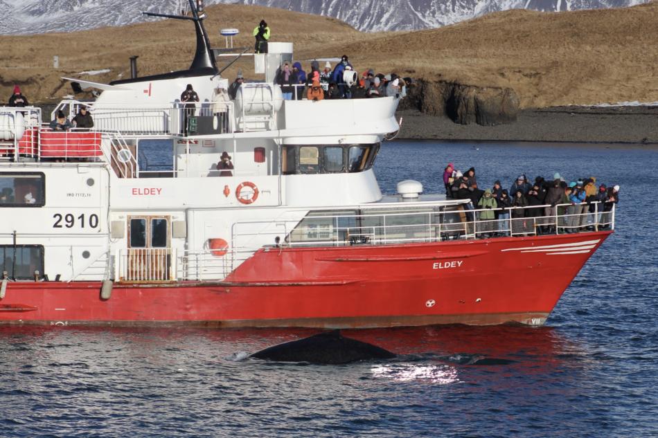 eldey humpback close to viðey island