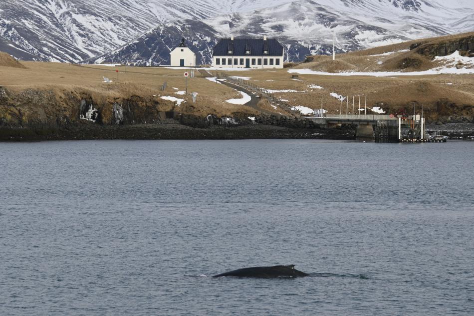 humpback whale in front of Viðey island