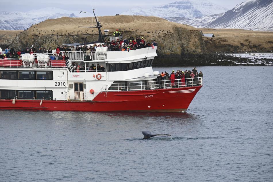 humpback whale and passenger boat eldey in front of viðey island