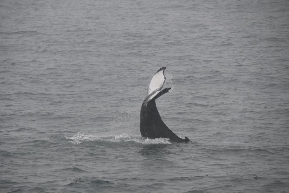 humpback whale tail slapping