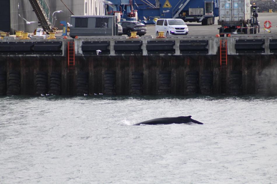 humpback whale near harbour