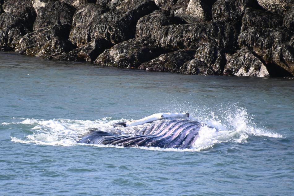 humpback whale belly rolling