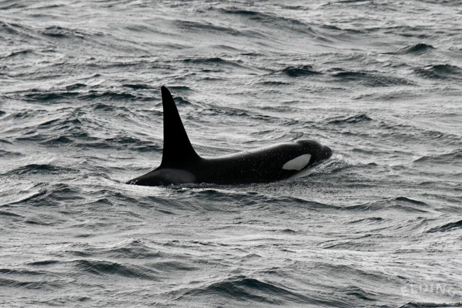 orcas in iceland