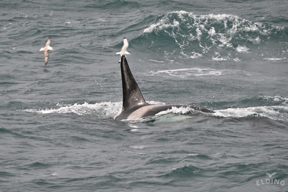 orca killer whale
