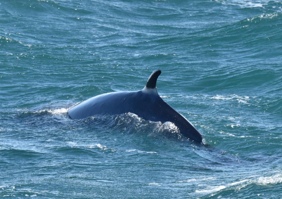 minke whale