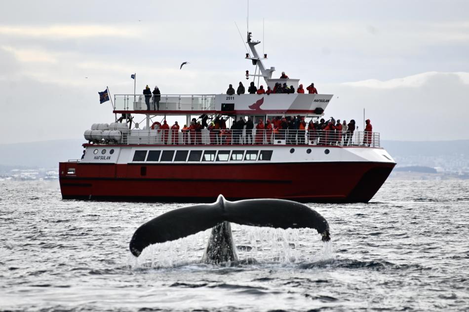 humpback whale hafsulan boat