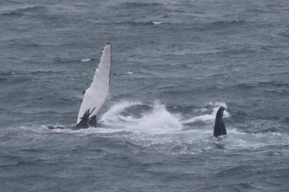 humpback whale rolling with pectoral fin and fluke in the air