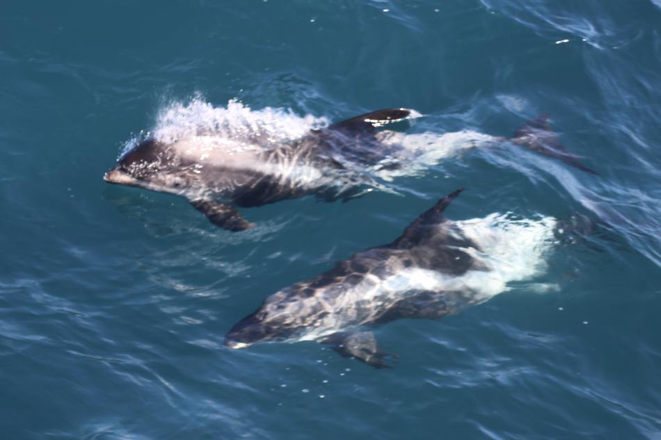 white-beaked dolphins swimming under the surface