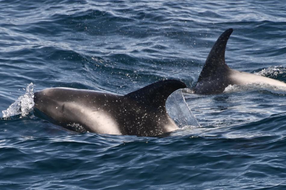 white-beaked dolphins