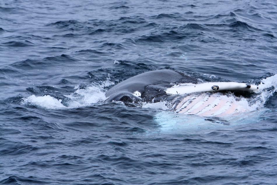 humpback whale rolling